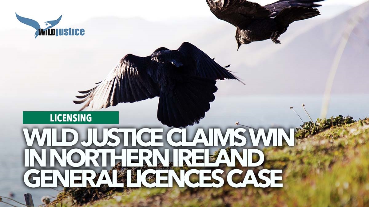 816 wildjusticeclaimvictorynorthernirelandbirdlicences2